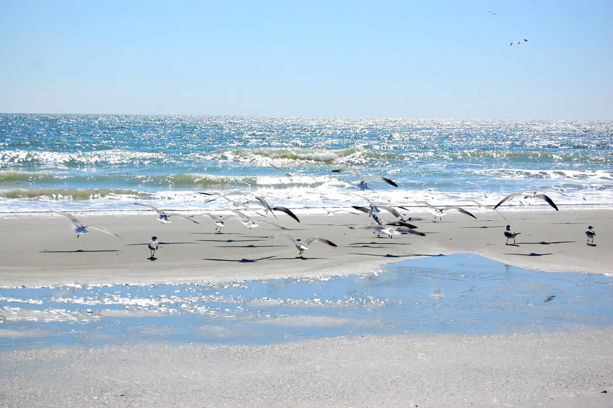 A serene seaside scene featuring a flock of seagulls skimming above gentle waves and shimmering blue water. The untouched shoreline conveys tranquility, inviting guests to imagine peaceful sunrise coffee moments or collecting seashells together.